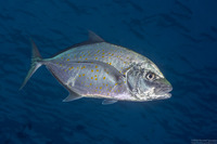 Carangoides bajad (Orange-Spotted Trevally)