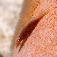 Zenopontonia soror (Sea Star Shrimp)