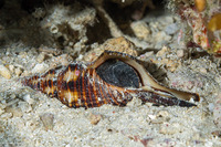 Filifusus filamentosus (Filamentous Horse Conch)