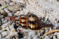 Filifusus filamentosus (Filamentous Horse Conch)