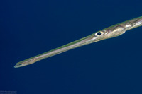 Fistularia commersonii (Bluespotted Cornetfish)