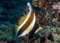 Heniochus chrysostomus (Pennant Bannerfish)