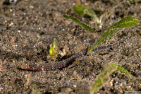 Festucalex kulbickii (Kulbicki’s Pipefish)