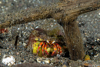 Dardanus sanguinocarpus (Bloody Hermit Crab)