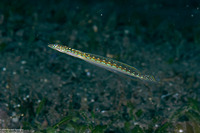 Trichonotus elegans (Threadfin Sand Diver)