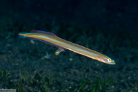 Gunnellichthys viridescens (Yellowstripe Wormfish)