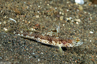 Tomiyamichthys tanyspilus (Longspot Shrimpgoby)