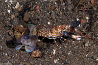 Alpheus bellulus (Tiger Snapping Shrimp)