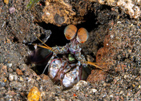 Odontodactylus latirostris (Pink-Eared Mantis)