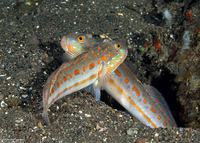 Valenciennea puellaris (Orange-Dashed Goby)