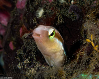 Aspidontus dussumieri (Slender Sabretooth Blenny)