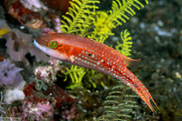 Oxycheilinus bimaculatus (Twospot Wrasse)