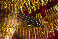 Bodianus dictynna (Redfin Hogfish)