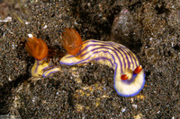 Hypselodoris maridadilus (Beautiful Hypselodoris)