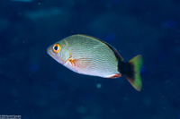 Lutjanus gibbus (Humpback Snapper)