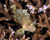 Taenianotus triacanthus (Leaf Scorpionfish)