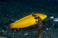 Halichoeres chrysus (Canary Wrasse)