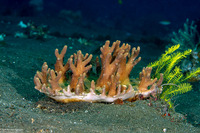 Montipora cactus (Montipora Cactus)