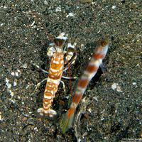 Amblyeleotris yanoi (Flagtail Shrimpgoby)