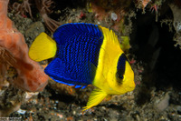 Centropyge bicolor (Bicolor Angelfish)