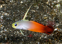 Nemateleotris magnifica (Fire Dartfish)