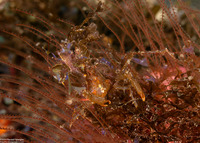 Xenocarcinus depressus (Depressed Spider Crab)