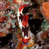 Nembrotha chamberlaini (Chamberlain's Nembrotha)