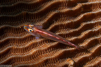 Pleurosicya micheli (Stonycoral Ghostgoby)