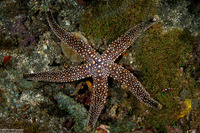 Gomophia sp.1 (Nippled Sea Star)