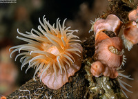 Nemanthus annamensis (Gorgonian Wrapper)