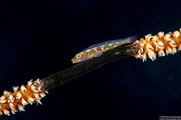 Bryaninops yongei (Wire Coral Goby)