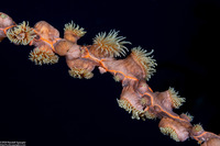 Nemanthus annamensis (Gorgonian Wrapper)