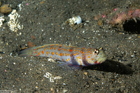 Amblyeleotris guttata (Spotted Shrimpgoby)