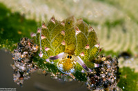 Costasiella kuroshimae (Kuro Sapsucking Slug)