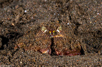 Calappa gallus (Rough Box Crab)