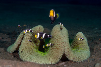 Amphiprion clarkii (Clark's Anemonefish)