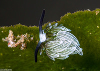 Costasiella usagi (Rabbit Costasiella)