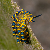 Costasiella sp.1 (Deceptive Costasiella)