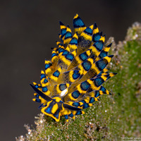 Costasiella sp.1 (Deceptive Costasiella)