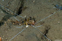 Loimia medusa (Medusa Spaghetti Worm)