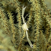 Quadrella coronata (Crowned Coral Crab)