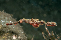 Solenostomus paegnius (Roughsnout Ghost Pipefish)