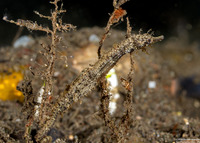 Acentronura breviperula (Shortpouch Pygmy Pipehorse)