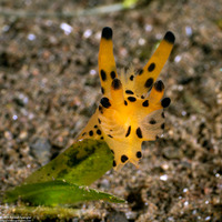 Thecacera sp.1 (Black-Tipped Thecacera)