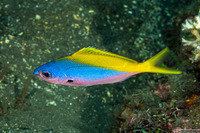 Caesio teres (Blue and Yellow Fusilier)