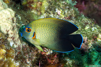 Acanthurus pyroferus (Mimic Surgeonfish)