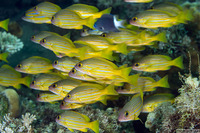 Lutjanus rufolineatus (Golden-Lined Snapper)