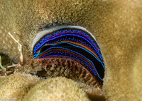 Pedum spondyloideum (Iridescent Scallop)