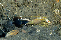 Alpheus rubromaculatus (Red-Spotted Alpheus)