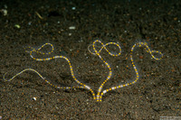 Ophiopsila polyacantha (Underground Brittle Star)